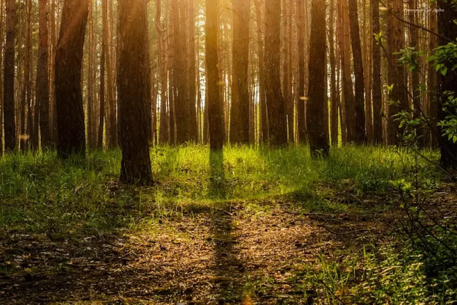 Che cos’è e quali sono le cause della deforestazione