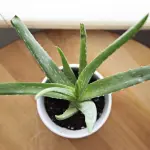 5 fiori e piante che purificano l’aria e combattono l’inquinamento domestico