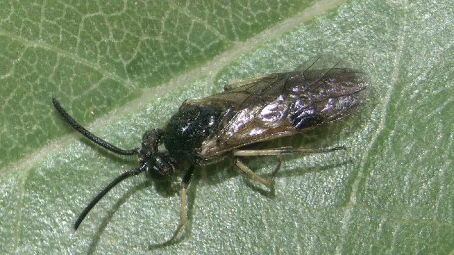 Il Grave Impatto Economico delle Infestazioni