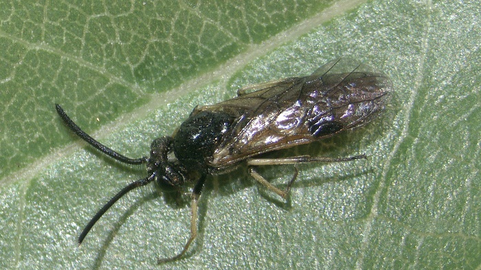 Il Grave Impatto Economico delle Infestazioni