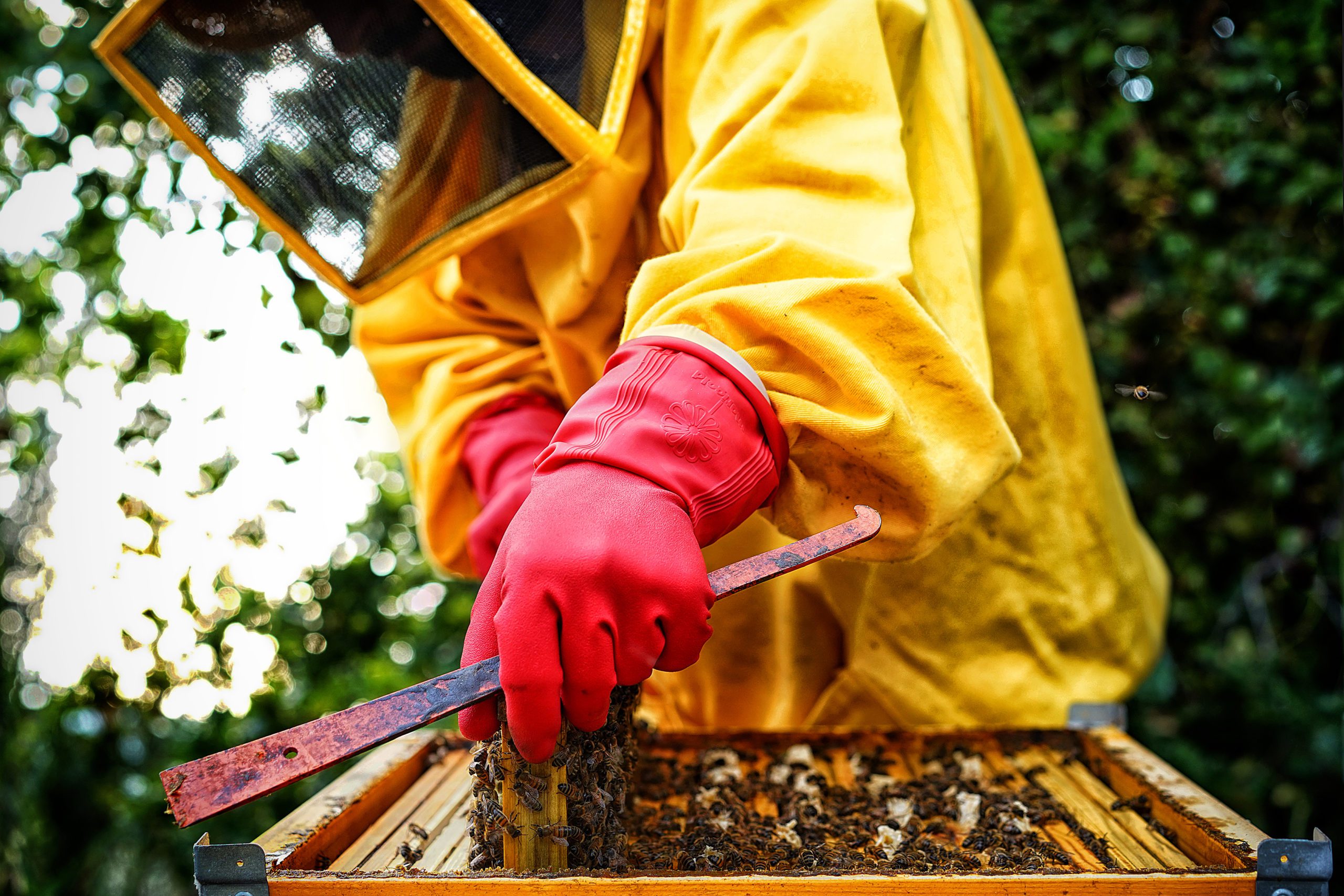 Introduzione alla Storia delle Api