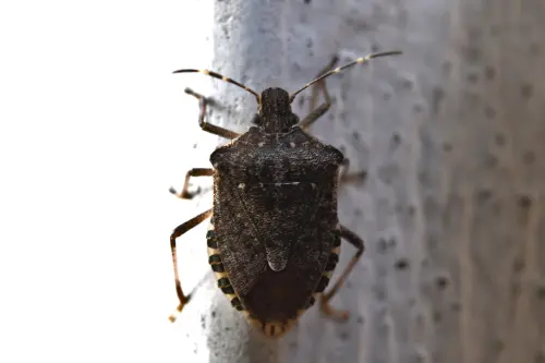Primavera e insetti: come difendere casa e ambiente in modo naturale