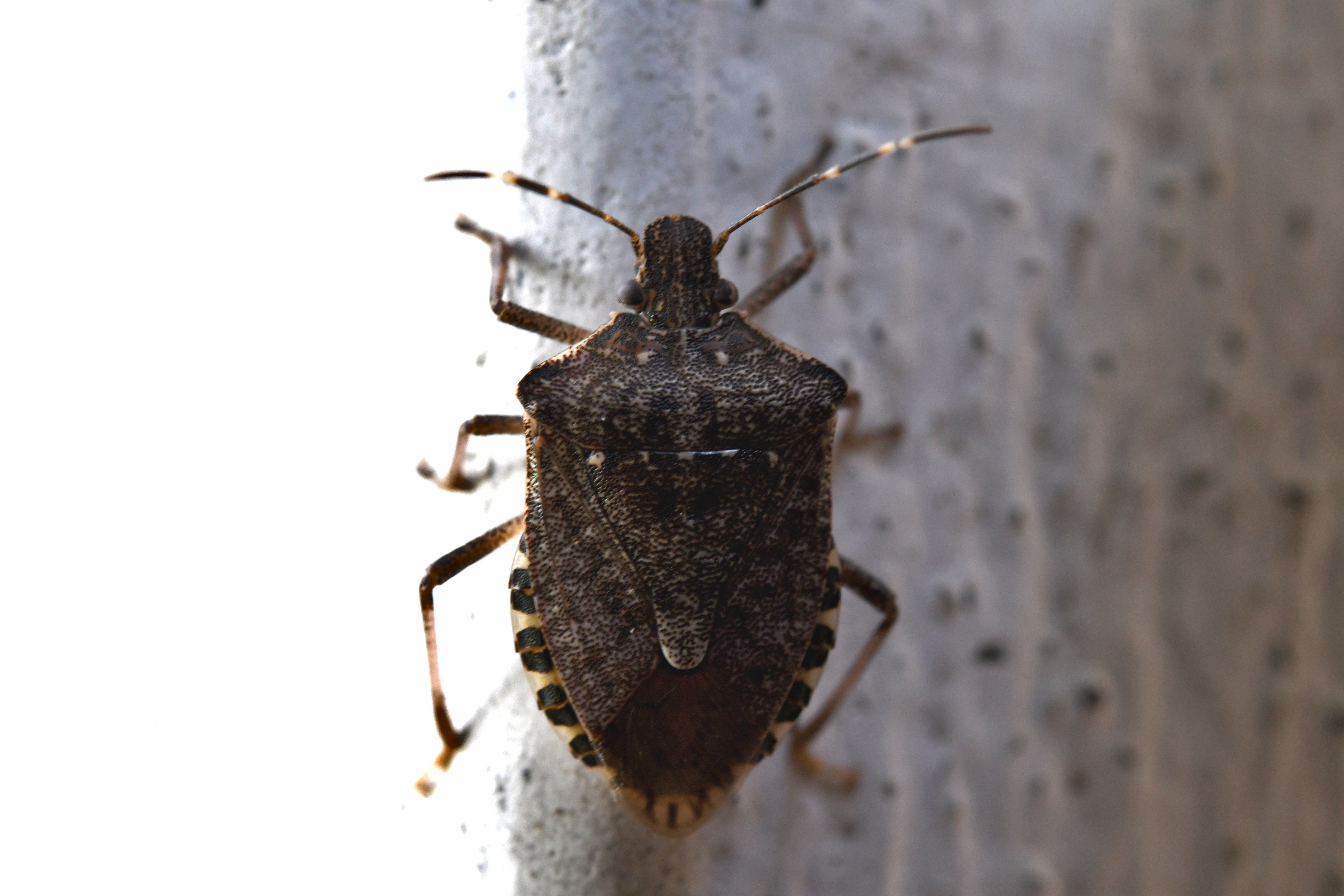 Primavera e insetti: come difendere casa e ambiente in modo naturale