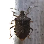 Primavera e insetti: come difendere casa e ambiente in modo naturale