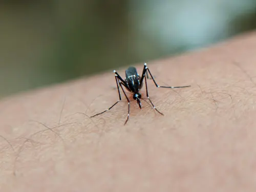 Come allontanare le zanzare dal giardino