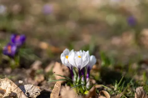 Fiori da giardino che fioriscono tutto l'anno