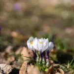 Fiori da giardino che fioriscono tutto l'anno