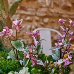 Cosa piantare a primavera nell'orto nel 2026