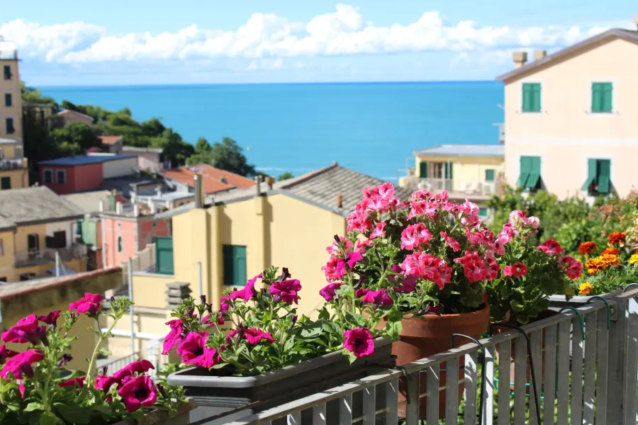 Piante da balcone facili e sempreverdi