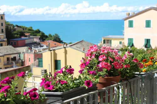 Piante da balcone facili e sempreverdi