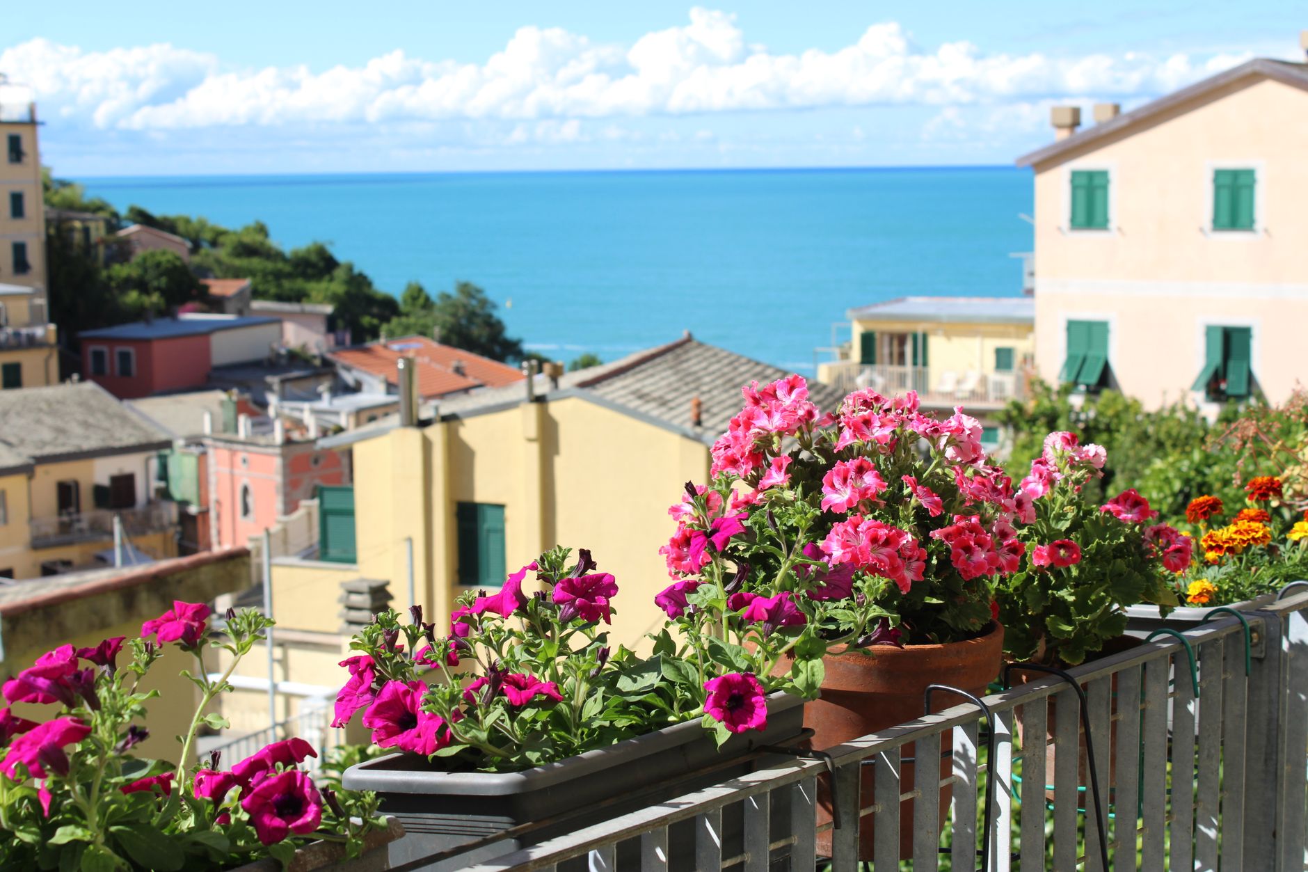 Piante da balcone facili e sempreverdi