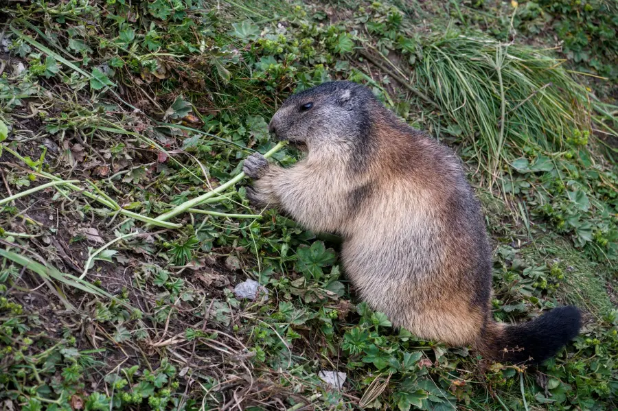 Animali erbivori: quali sono e come si nutrono