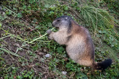 Animali erbivori: quali sono e come si nutrono