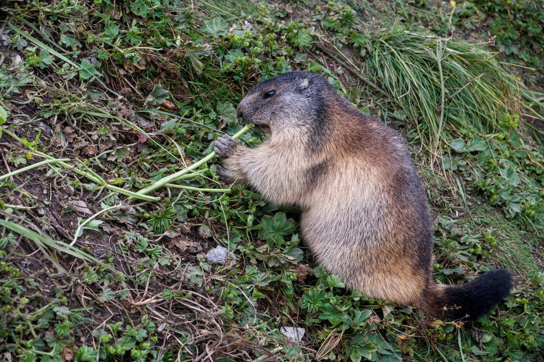 Animali erbivori: quali sono e come si nutrono