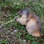 Animali erbivori: quali sono e come si nutrono