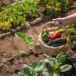 Come fare un orto in casa partendo da zero