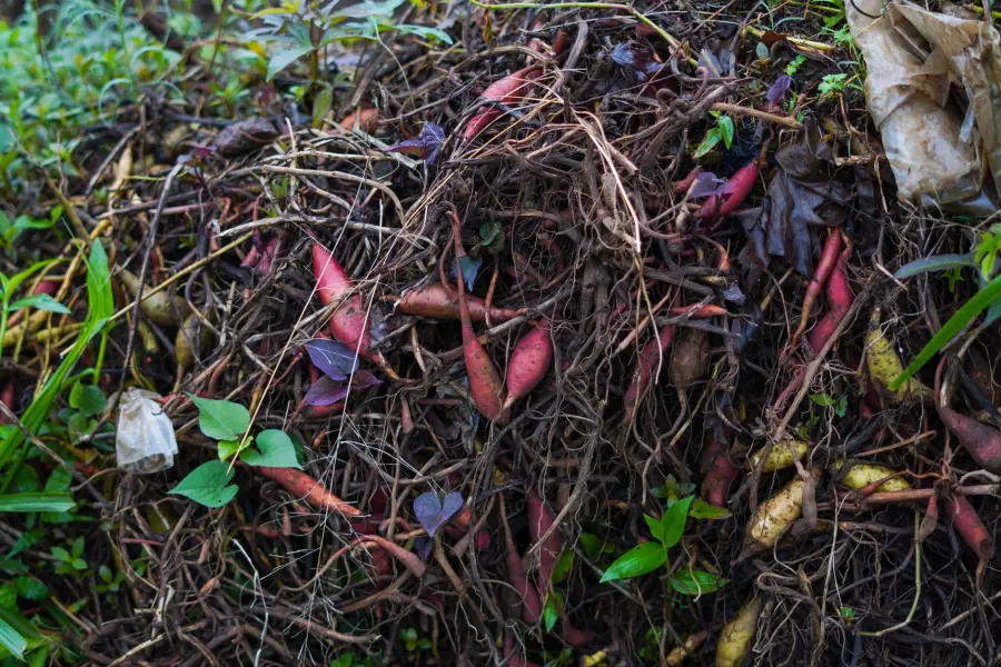 Compostaggio domestico: guida pratica 2026