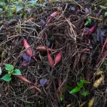 Compostaggio domestico: guida pratica 2026