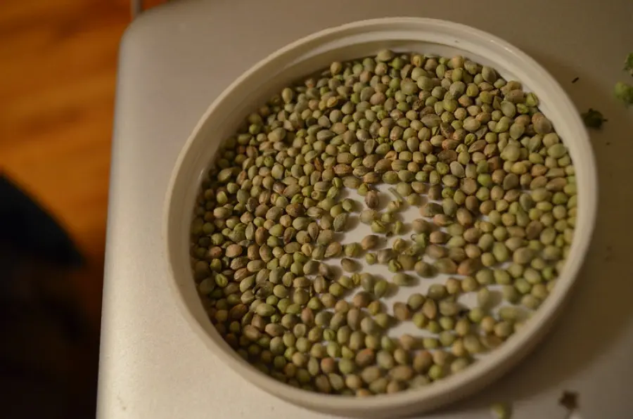 L’Italia apre le porte al business della canapa legale (tra limiti di legge e lotta alla criminalità organizzata)