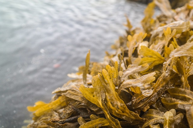 Energia dalle alghe: a che punto siamo oggi?