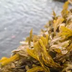 Energia dalle alghe: a che punto siamo oggi?