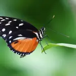 Insetti: secondo uno studio australiano scompariranno entro pochi decenni