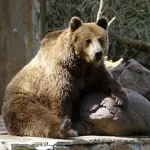 Animali in pericolo di estinzione in Italia: quali sono?