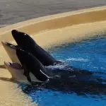 Inquinamento marino: trovato morto un capodoglio con 6 kg di plastica nello stomaco